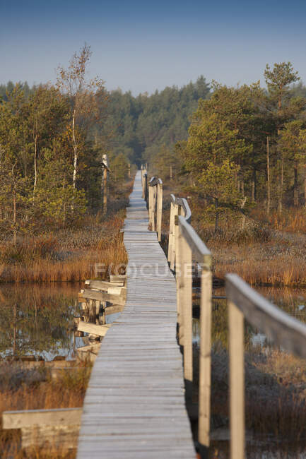 Boardwalk de madeira sobre pântano e vista natural cênica — Fotografia de Stock