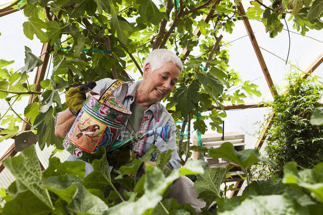 Mulher sênior sorridente jardinagem em uma cúpula geodésica, casa de vidro climatizada — Fotografia de Stock