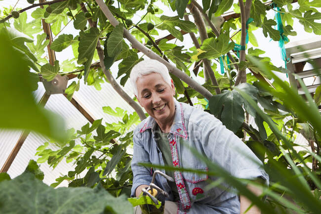 Посмішка старшої жінки садівництво в геодезичному куполі, кліматичний контрольований скляний будинок — стокове фото