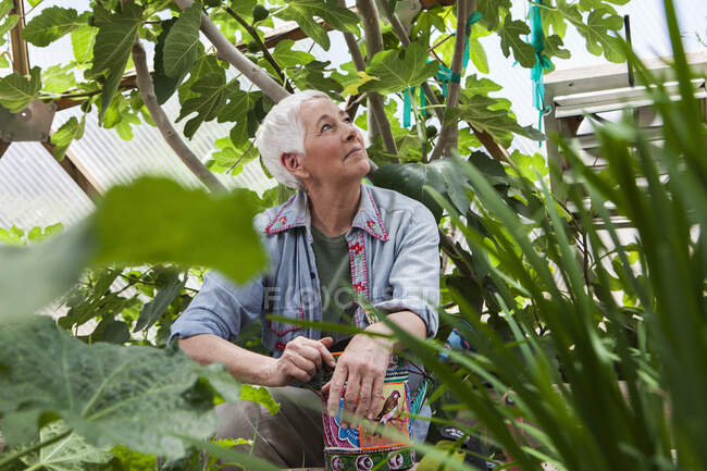 Femme âgée souriante jardinage dans un dôme géodésique, maison en verre climatisée — Photo de stock