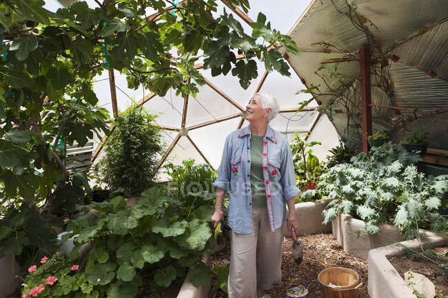 Sorridente donna anziana giardinaggio in una cupola geodetica, casa di vetro a clima controllato — Foto stock