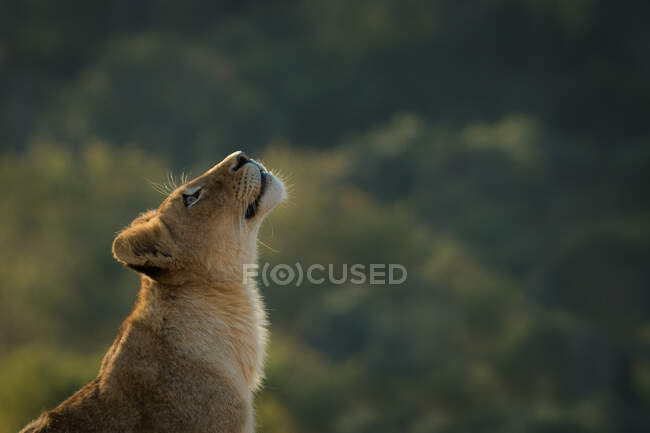 Um filhote de leão, Panthera leo, olha para cima contra um fundo verde. — Fotografia de Stock