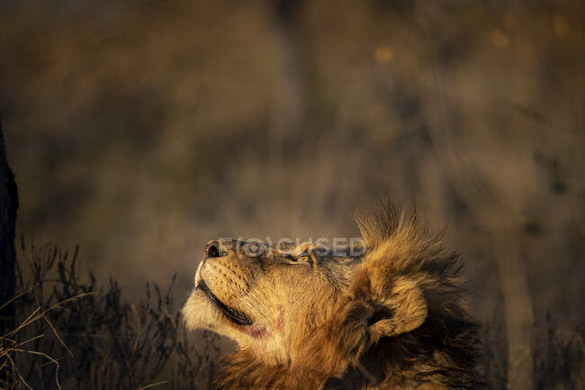 Um leão macho, Panthera leo, olha para cima em luz quente, olhando para cima. — Fotografia de Stock