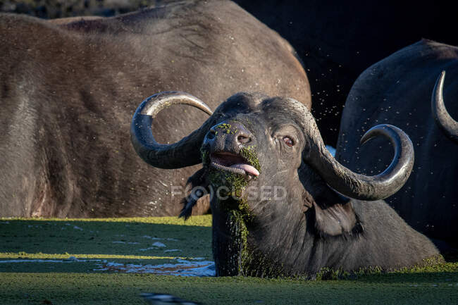 Um búfalo, Syncerus caffer, deita-se na água, língua saliente, olhando para fora do quadro. — Fotografia de Stock