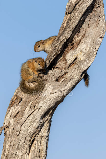 Dois esquilos de árvores, Paraxerus cepapi, sentam-se juntos em um tronco de árvore contra o fundo do céu azul. — Fotografia de Stock