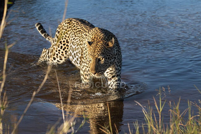 Vista ad alto angolo di leopardo, Panthera pardus, cammina attraverso l'acqua, guardando fuori dalla cornice. — Foto stock