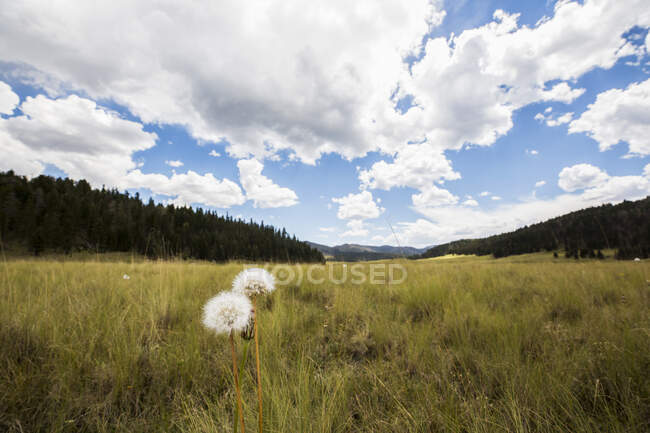 Dandelion clocks, fluffy seedheads in long grass in a meadow. — Stock Photo