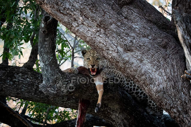 Leopard, Panthera pardus, knurrend in einem Baum mit seinem Kill, direkter Blick — Stockfoto
