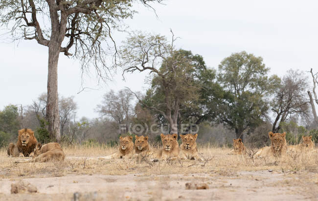 Гордість лева, Panthera leo, лежать разом на короткій траві, прямий погляд — стокове фото