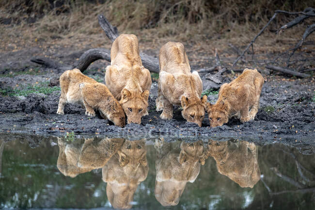 Гордость львов, Panthera leo, питье в водопое одновременно, отражения в воде — стоковое фото