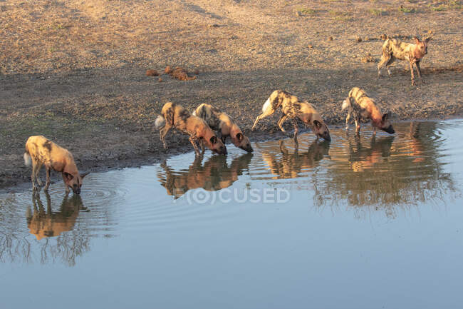 Embalagem de cães selvagens, Lycaon Pictus, coberta de sangue, a beber no buraco da água — Fotografia de Stock