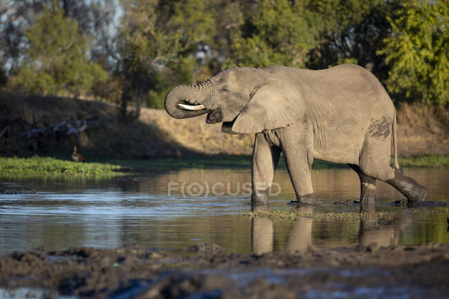 Elefante, Loxodonta africana, de pé em um buraco de água e beber, tronco a boca, perfil lateral — Fotografia de Stock