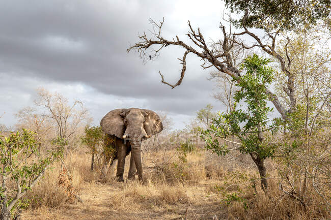 Elefante, Loxodonta africana, em pé na grama seca, olhar direto, céu nublado azul escuro no fundo — Fotografia de Stock