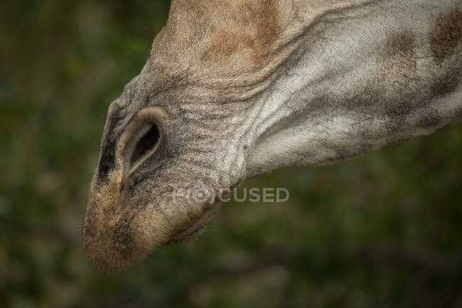 Un primer plano de una jirafa boca y nariz, Jirafa camelopardalis jirafa - foto de stock
