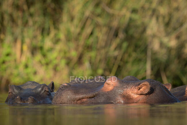 Flusspferde, Nilpferde, Amphibien, die Köpfe über dem Wasser erheben und die Augen in der Sonne schließen — Stockfoto