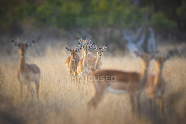 Manada de impalas, Aepyceros melampus, em pé em grama amarela seca, olhar direto — Fotografia de Stock