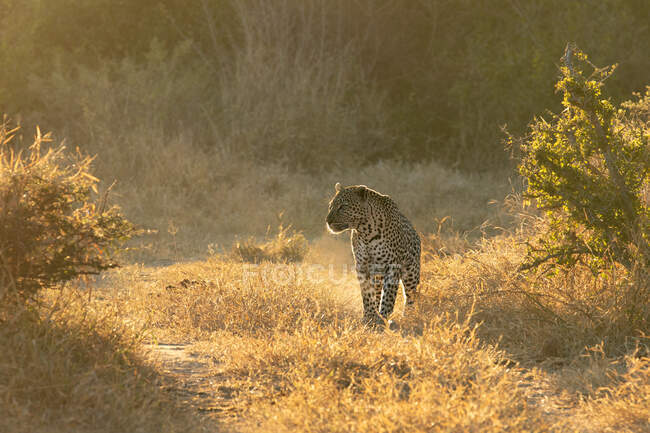 Leopardo, Panthera pardus, caminando a través de césped corto, retroiluminado, mirando fuera de marco - foto de stock