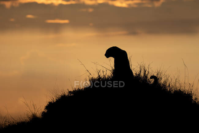 Silhouette di un leopardo, Panthera pardus, seduto su un termitaio contro un tramonto — Foto stock