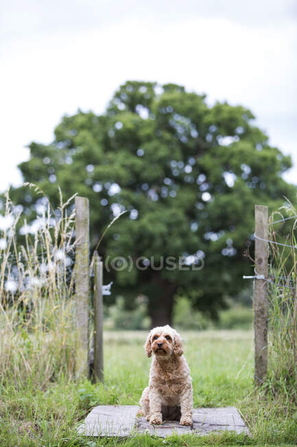Portrait of fawn coated young Cavapoo sitting near gate in  a meadow. — Stock Photo