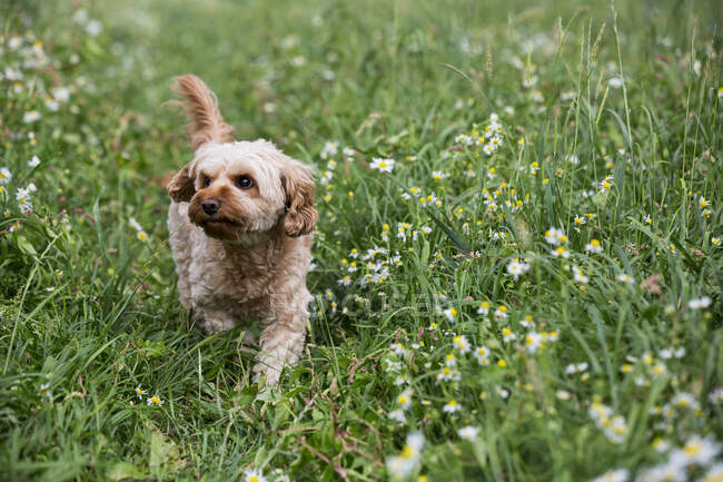 Portrait of a fawn coated young Cavapoo walking in a meadow. — Stock Photo
