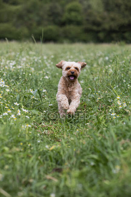 Portrait of a fawn coated young Cavapoo running in a meadow. — Stock Photo
