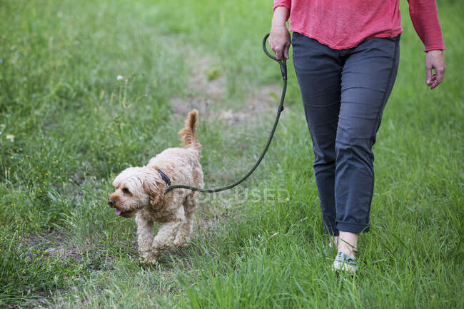 Woman walking in meadow with fawn coated young Cavapoo. — Stock Photo