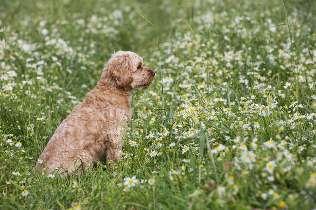 Portrait of a fawn coated young Cavapoo sitting in a meadow. — Stock Photo