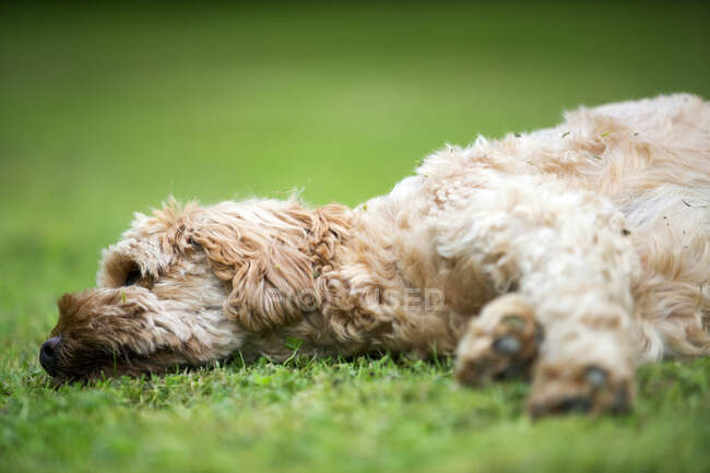 Retrato de um jovem revestido de fawn Cavapoo deitado em um gramado. — Fotografia de Stock