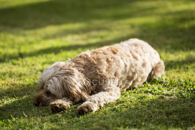 Portrait d'un jeune Cavapoo fauve couché sur une pelouse. — Photo de stock