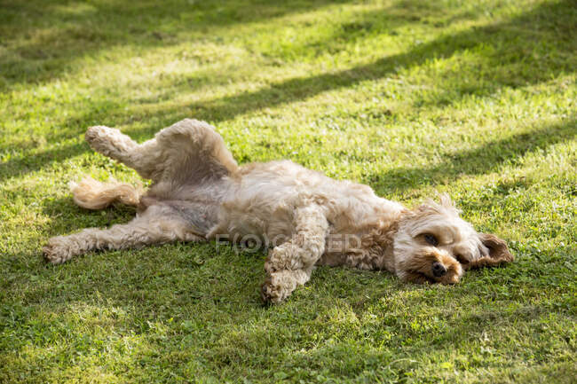 Портрет молодого Кавапоо, лежащего на лужайке. — стоковое фото