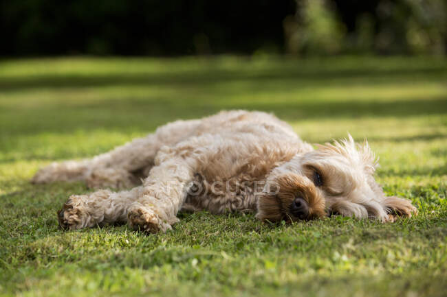 Retrato de um jovem revestido de fawn Cavapoo deitado em um gramado. — Fotografia de Stock