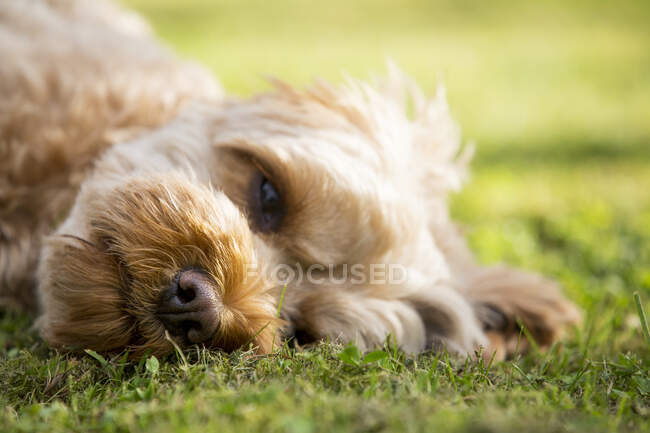 Portrait of a fawn coated young Cavapoo lying on a lawn. — Stock Photo