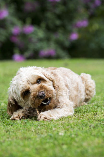 Portrait of a fawn coated young Cavapoo lying on a lawn, chewing stick. — Stock Photo
