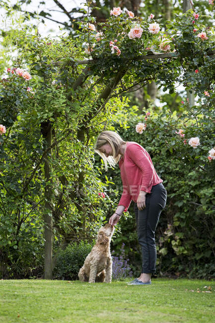 Woman standing in a garden, playing with fawn coated young Cavapoo. — Stock Photo