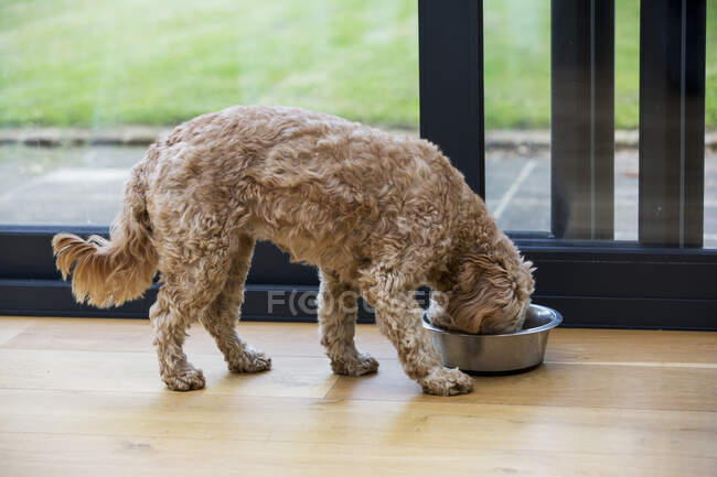 Young Cavapoo with fawn coat standing indoors, eating from metal bowl. — Stock Photo