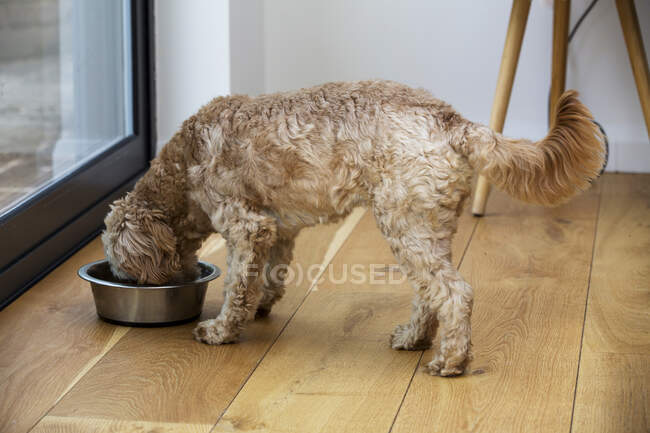 Young Cavapoo with fawn coat standing indoors, eating from metal bowl. — Stock Photo