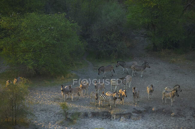 Troupeau de zèbres de Burchell, réserve de Moremi, Botswana. — Photo de stock