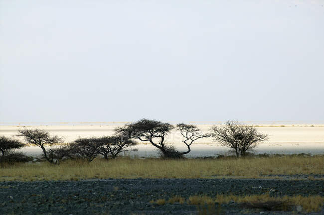 Вид через солоні банки Макадікаді в Ботсвані.. — стокове фото