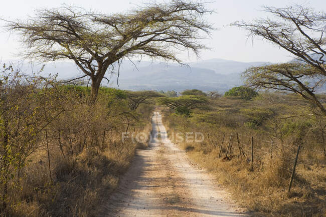 View along dirt road through acacia trees, Southern Africa. — Stock Photo