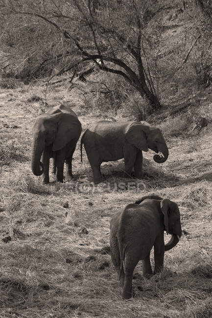 Manada de elefantes africanos, Loxodonta africana, Reserva Moremi, Botswana, África. - foto de stock