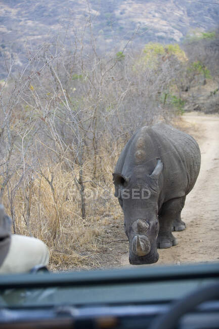 Носоріг, що стоїть перед автомобілем сафарі (Південна Африка).. — стокове фото