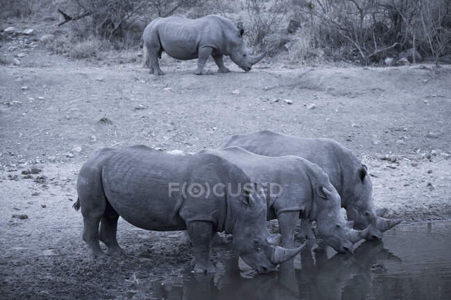 Manada de rinocerontes a beber no buraco da água, Botsuana. — Fotografia de Stock