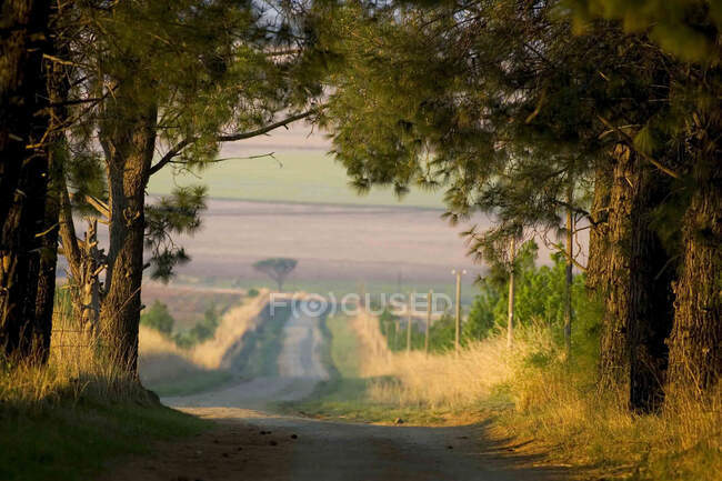 Вид вдоль проселочной дороги через сельскохозяйственные угодья в Дракенсберге, Южная Африка. — стоковое фото
