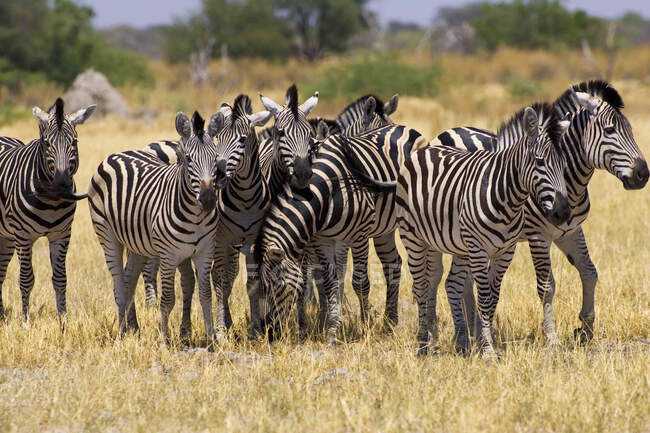 Herde der Burchell 's Zebras, Moremi Reserve, Botswana. — Stockfoto