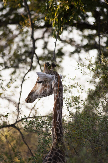 Primer plano de la jirafa sudafricana, Camalopardalis Giraffa, Reserva Moremi, Botswana, África. - foto de stock