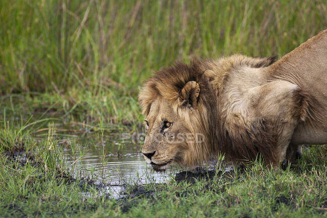 Африканский лев, Panthera leo, самец у водопоя в заповеднике Мореми, Ботсвана, Африка. — стоковое фото