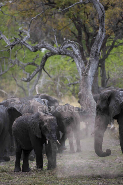 Manada de Elefantes Africanos, Loxodonta africana, Moremi Reserve, Botsuana, África. — Fotografia de Stock