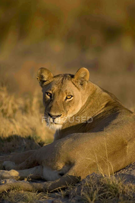 Африканський лев, Panthera leo, самиця, що лежить на землі, Резерв Мормі, Ботсвана, Африка.. — стокове фото