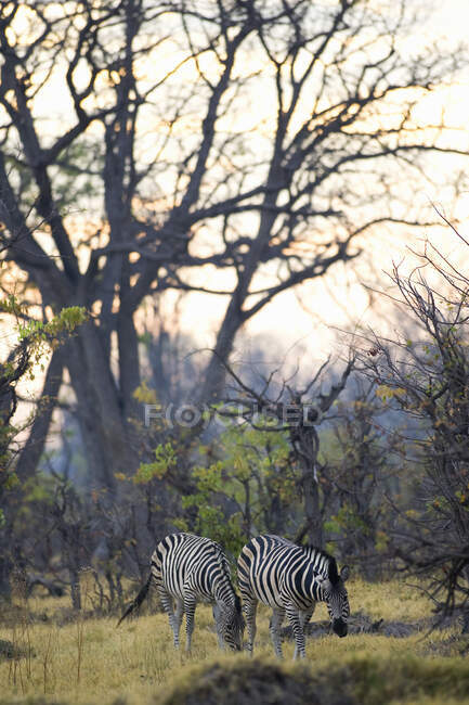 Deux zèbres de Burchell broutant dans la réserve de Moremi, Botswana. — Photo de stock