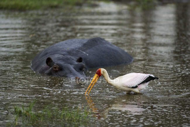 Hippopótamo olhando para a cegonha-de-bico-amarelo em um buraco de água, Moremi Reserve, Botsuana, África. — Fotografia de Stock